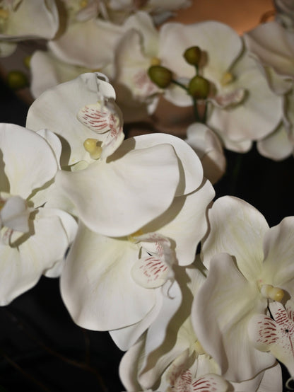 Crème Blush Orchid close up of soft blush pink real touch phalaenopsis blooms and delicate petal detail