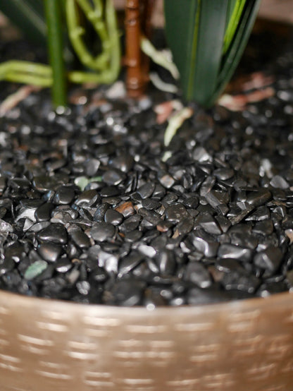 Crème Noir Orchid close up of dark bowl with genuine crystal stone bed and rich foliage