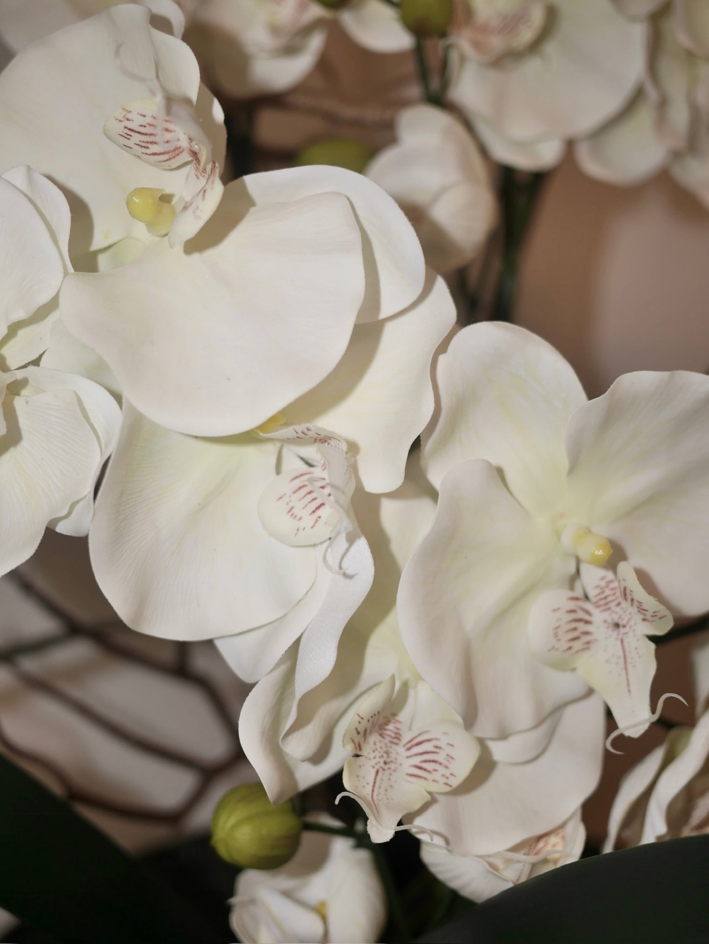 Crème Noir Orchid close up of creamy white real touch phalaenopsis blooms and delicate petal detail