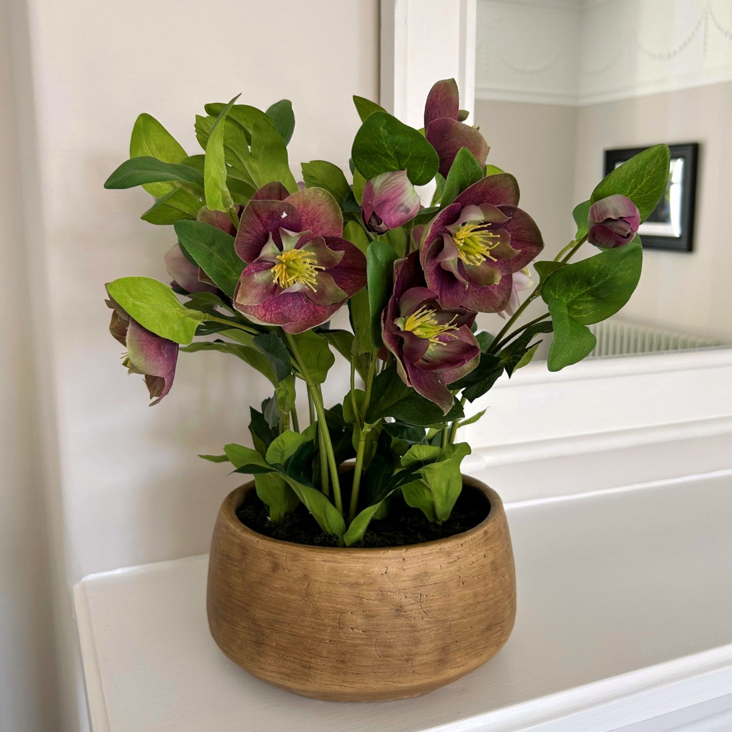 Deep Purple Hellebore in Taupe Pot