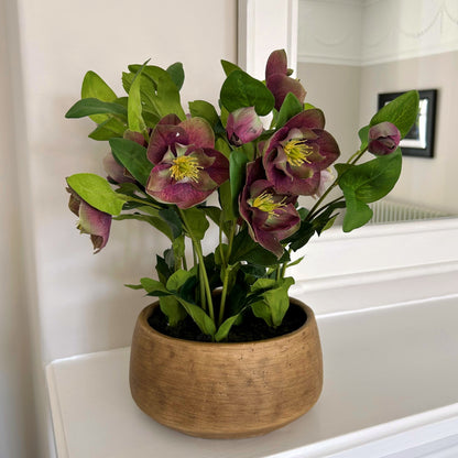 Deep Purple Hellebore in Taupe Pot