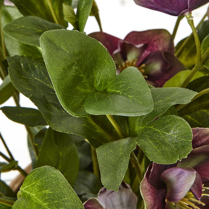 Deep Purple Hellebore in Taupe Pot