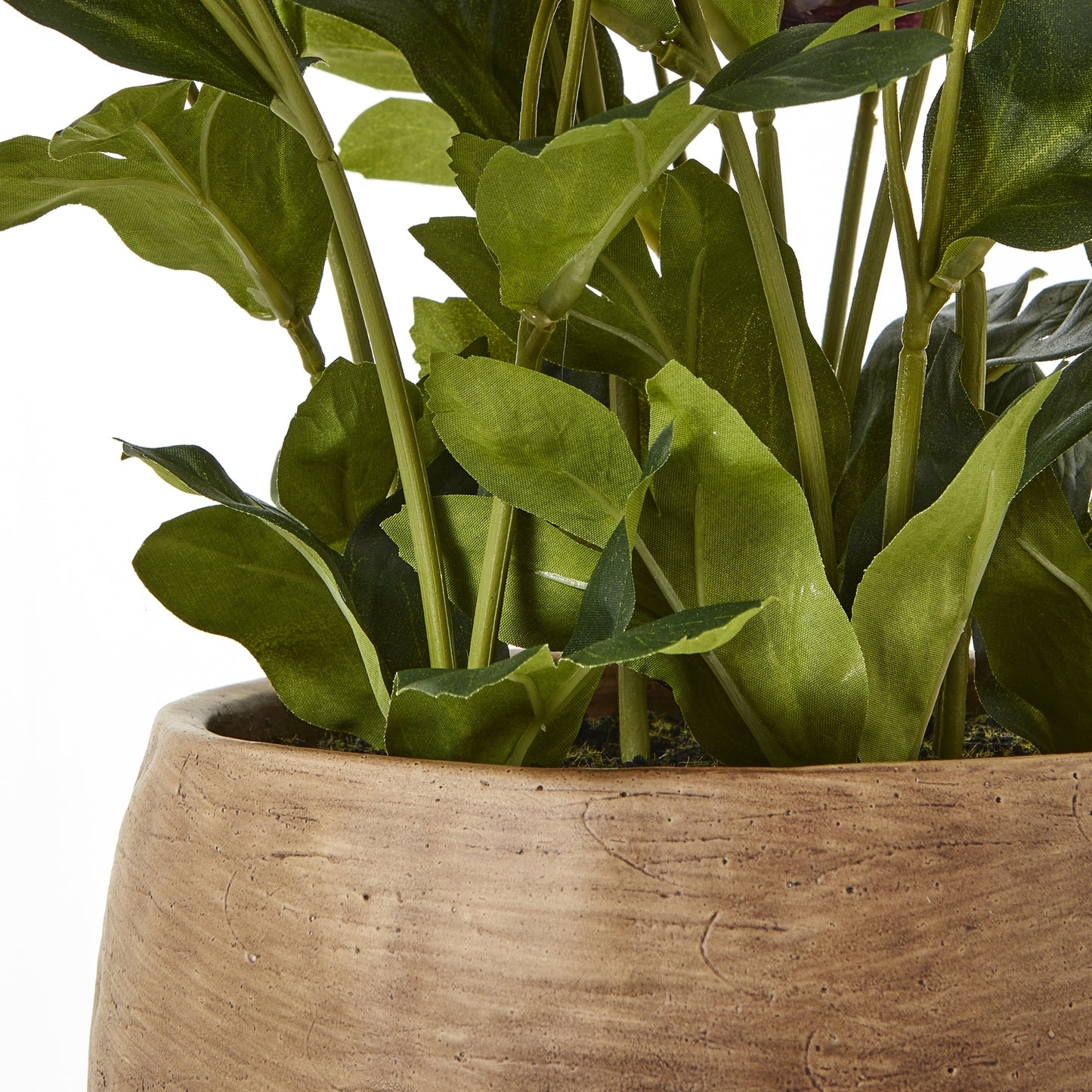 Deep Purple Hellebore in Taupe Pot