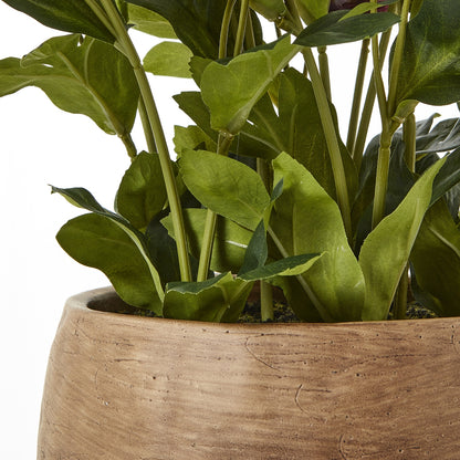 Deep Purple Hellebore in Taupe Pot