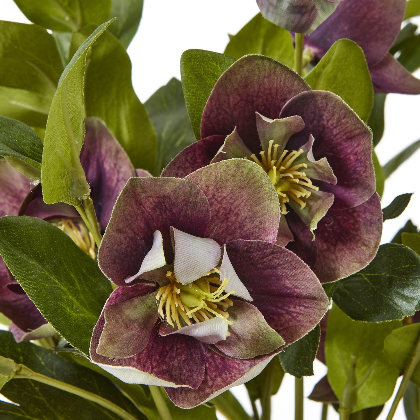 Deep Purple Hellebore in Taupe Pot