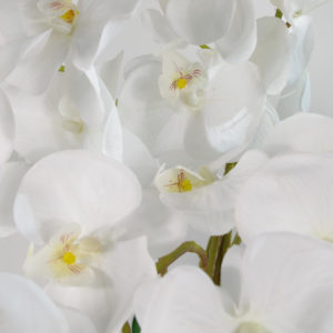 Delux orchid 85cm in plastic pot