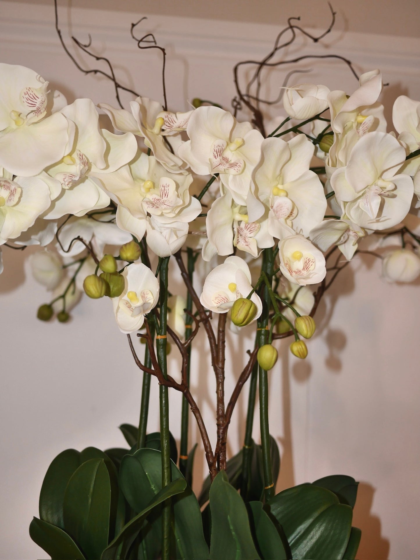 Halo Blush Orchid close up of soft blush pink real touch phalaenopsis blooms and delicate petal detail