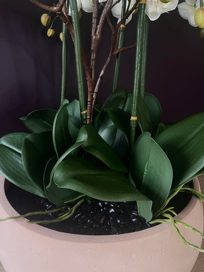 Halo Noir Orchid close up of dark bowl with lush green foliage and black tourmaline crystal bed
