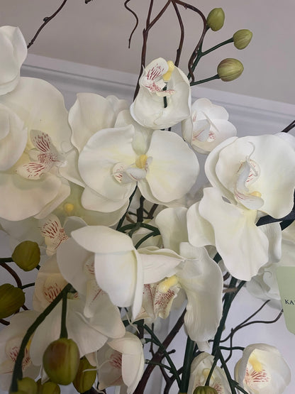 Halo Noir Orchid close up of creamy white real touch phalaenopsis blooms against dark foliage
