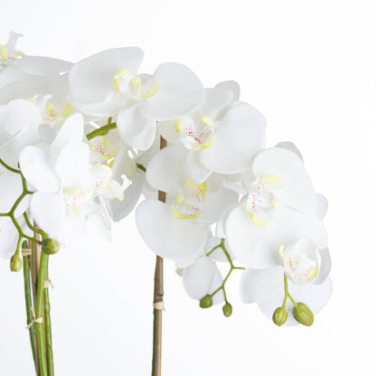 Large White Orchid in a Stone Pot