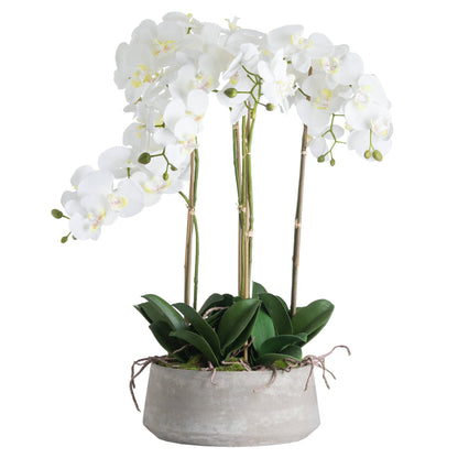 Large White Orchid in a Stone Pot