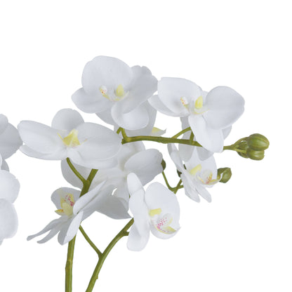 White orchid in Glass Pot