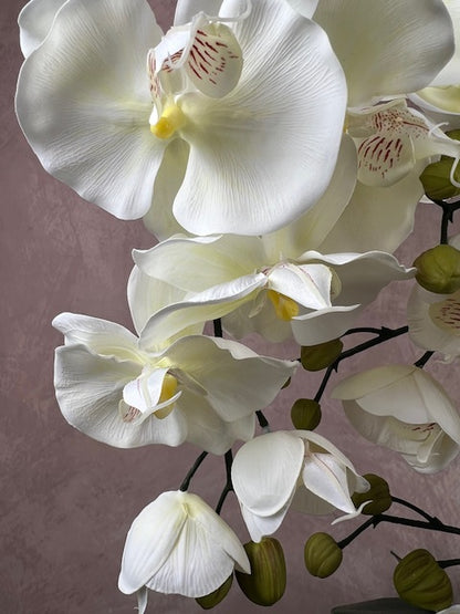 Islington Aura Orchid with Tigers Eye ©