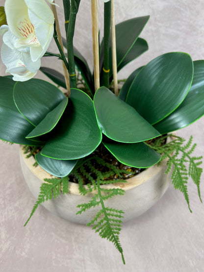 Islington Aura Orchid with Tigers Eye ©