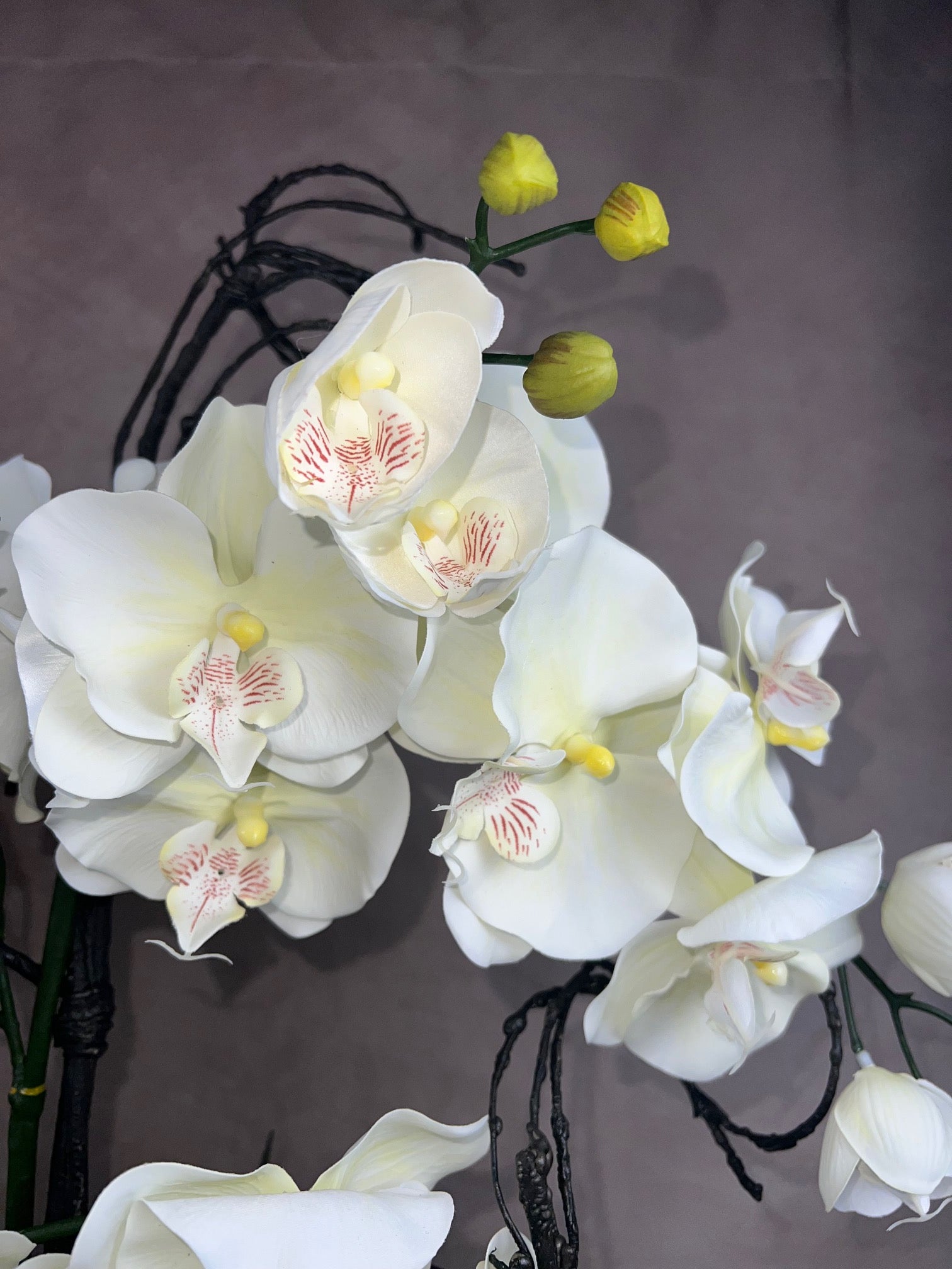 Kensington Noir Orchid close up of creamy real touch phalaenopsis blooms against blackened faux twigs