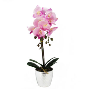 Phalaenopsis orchid Light Pink in Silver Pot