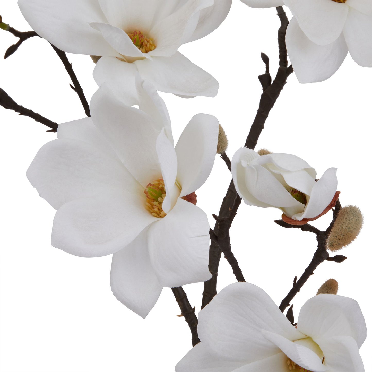Natural garden White Magnolia Stem