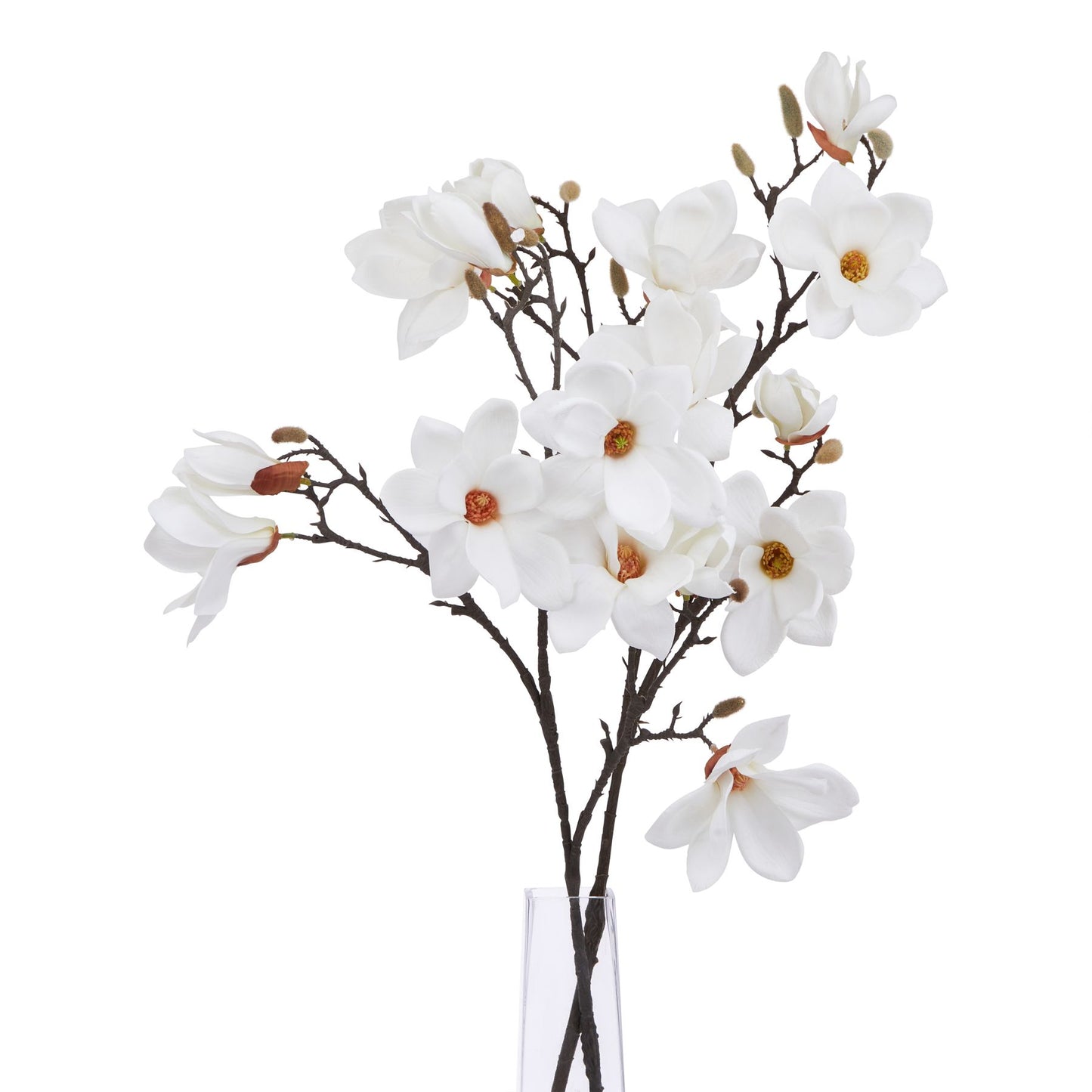 Natural garden White Magnolia Stem