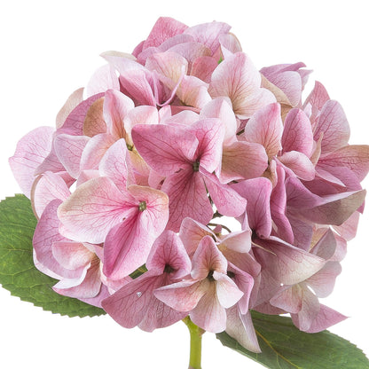 Shabby Pink SINGLE Hydrangea Stem