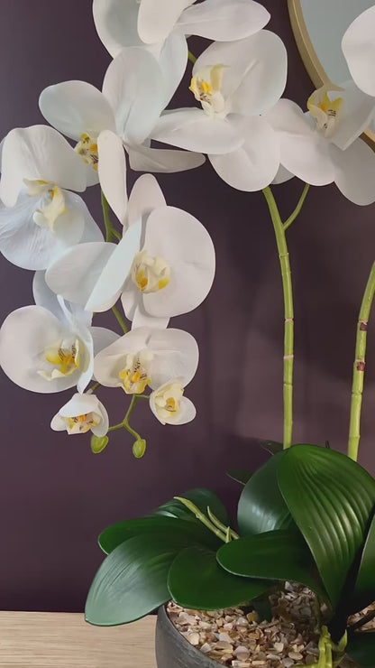 Serenity Orchid ©