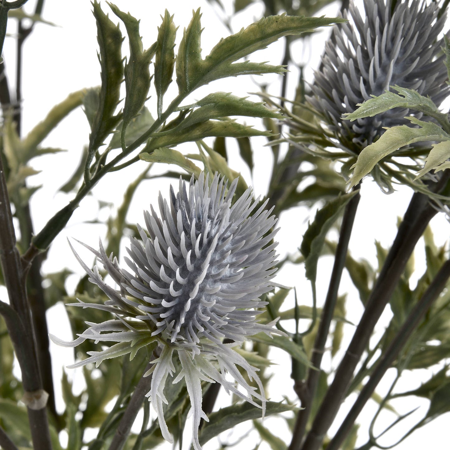 Blue Thistle single stem