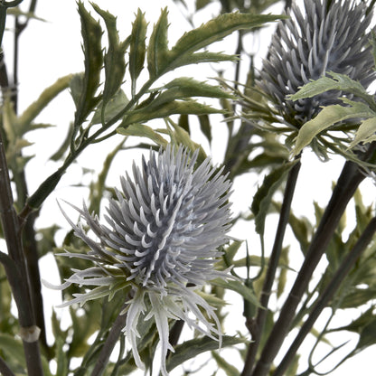 Blue Thistle single stem