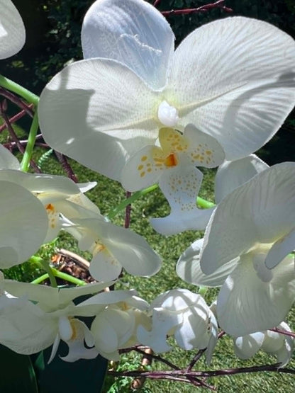 Belgravia Orchid