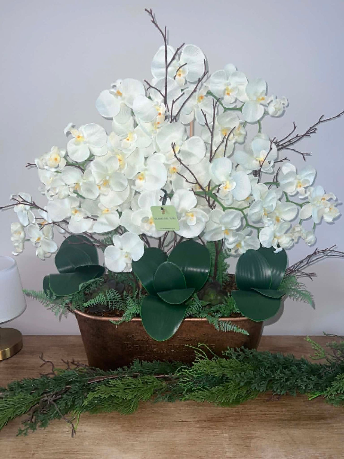 Belgravia Orchid