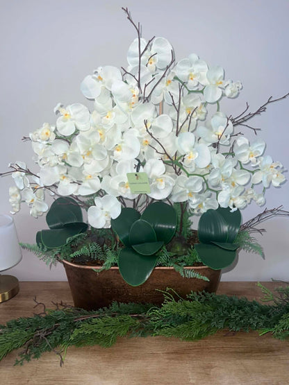 Belgravia Orchid