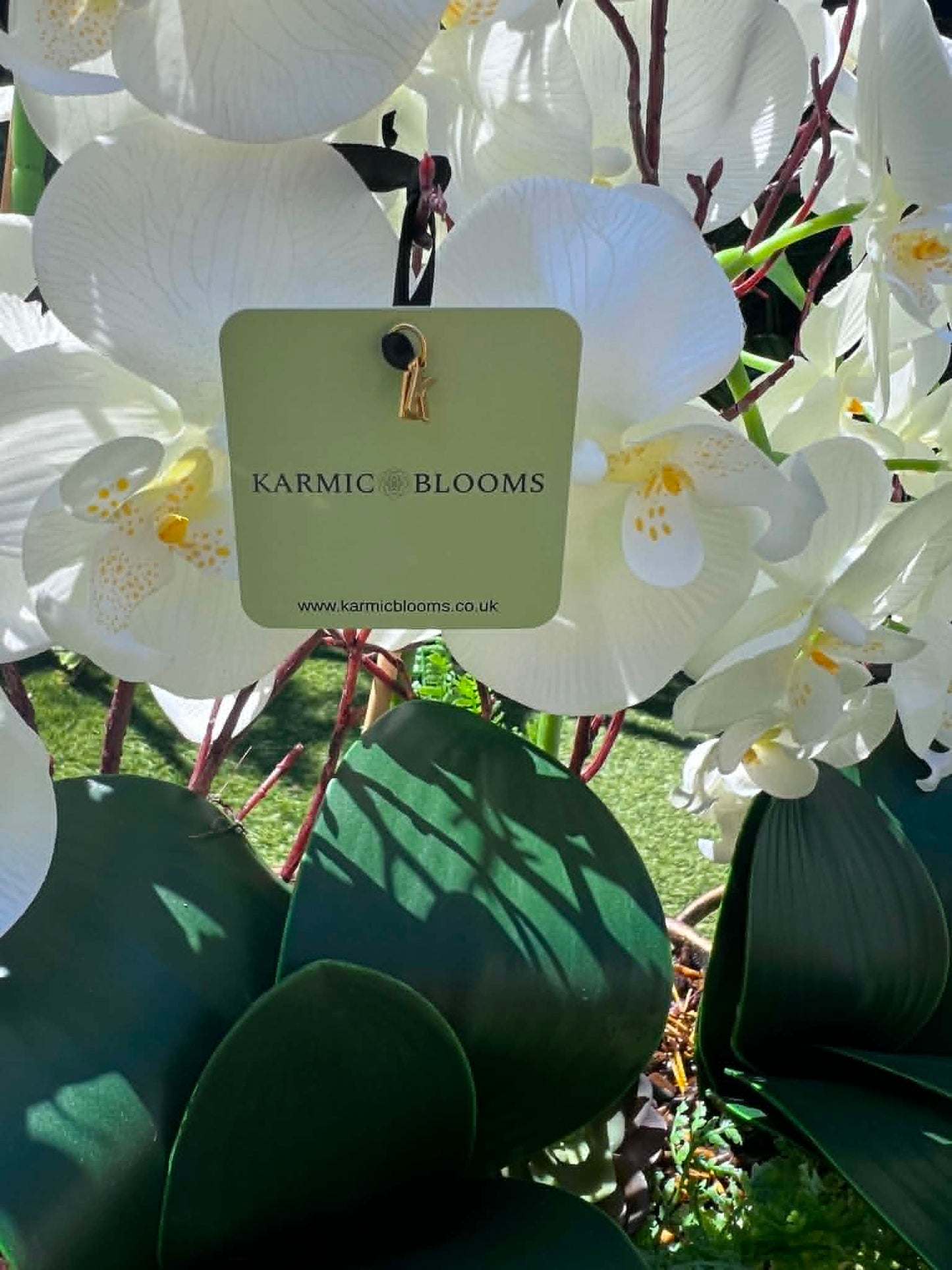 Belgravia Orchid