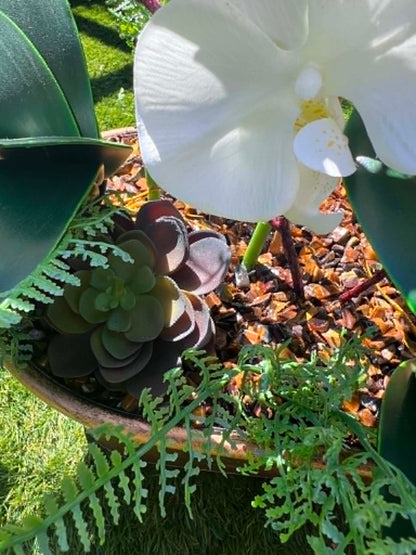 Belgravia Orchid