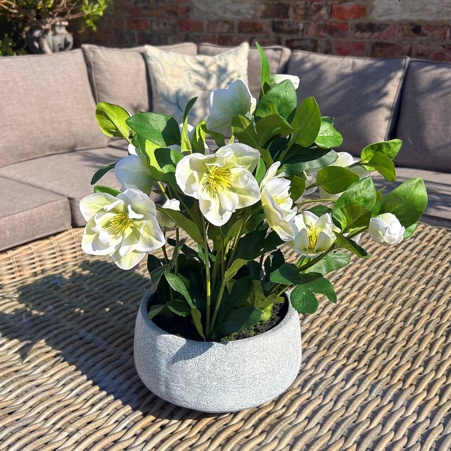 White Hellebore in Grey pot