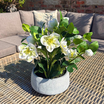 White Hellebore in Grey pot