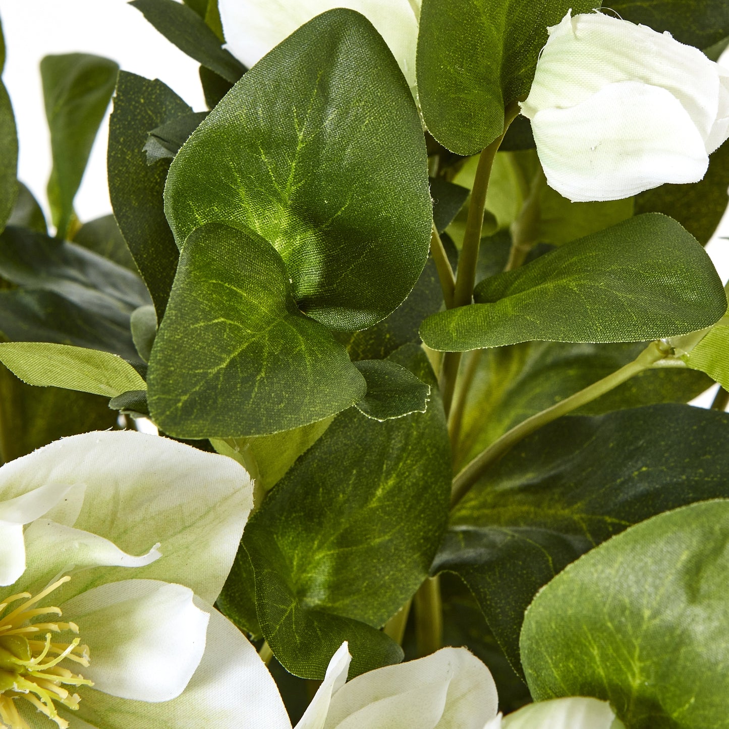 White Hellebore in Grey pot