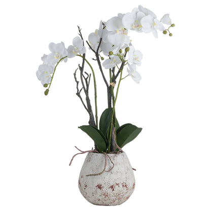 White Orchid in Stone Pot
