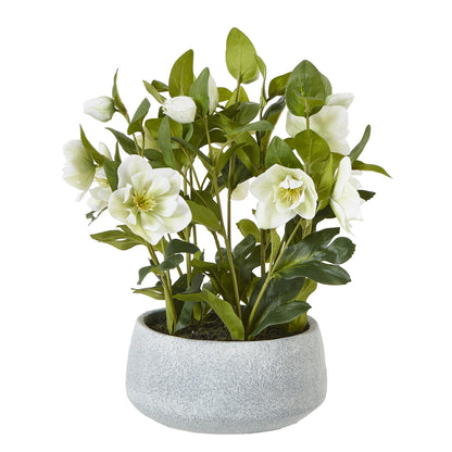 White Hellebore in Grey pot